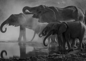 The Matriarchal society of the largest terrestrial animal